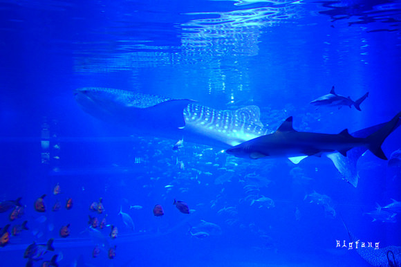 大阪親子必去 大阪海遊館 水族館 隱藏版夜の海遊館攻略 門票優惠 交通介紹 19更新 樂活的大方 旅行玩樂學 大阪親子必去 大阪海遊館 水族館 隱藏版夜の海遊館攻略 門票優惠 交通介紹 19更新 樂活的大方 旅行玩樂學
