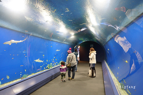 大阪親子必去 大阪海遊館 水族館 隱藏版夜の海遊館攻略 門票優惠 交通介紹 19更新 樂活的大方 旅行玩樂學 大阪親子必去 大阪海遊館 水族館 隱藏版夜の海遊館攻略 門票優惠 交通介紹 19更新 樂活的大方 旅行玩樂學