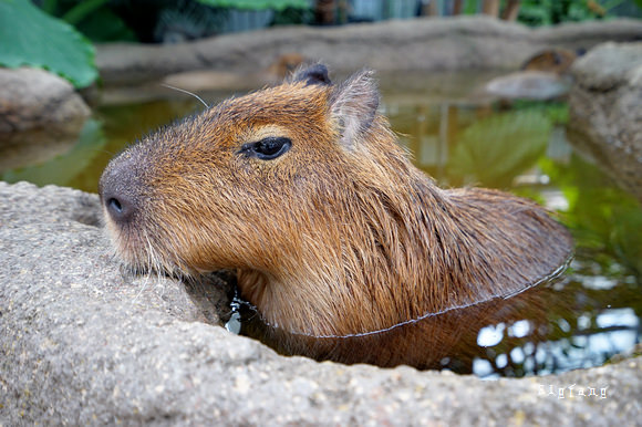 神戶景點 神戶動物王國交通 門票 時間 優惠套票 全家跟水豚君 企鵝 大嘴鳥 袋鼠 羊駝 19新園區 水之谷 樂活的大方 旅行玩樂學