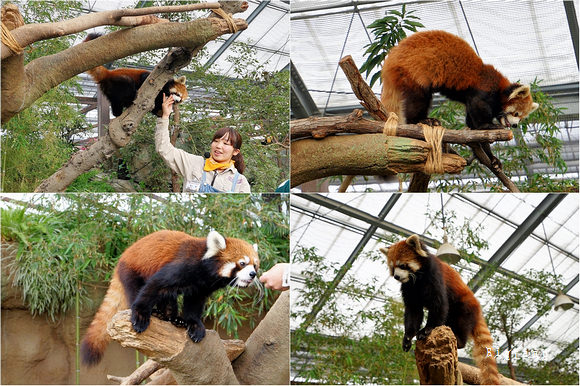 神戶景點 神戶動物王國交通 門票 時間 優惠套票 全家跟水豚君 企鵝 大嘴鳥 袋鼠 羊駝 19新園區 水之谷 樂活的大方 旅行玩樂學 神戶景點 神戶動物王國交通 門票 時間 優惠套票 全家跟水豚君 企鵝 大嘴鳥 袋鼠 羊駝 19新園區 水之谷 樂活的大方 旅行玩樂學