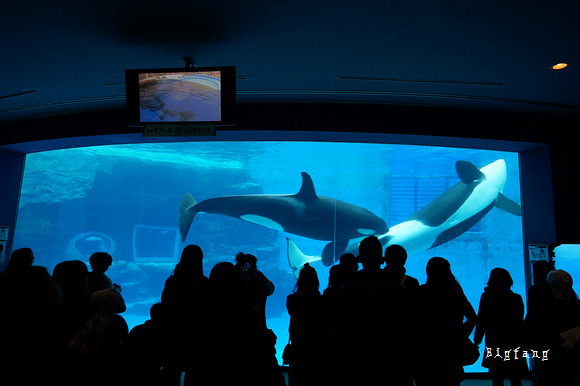 名古屋港水族館 門票入場票價 優惠方式 交通攻略 名古屋必遊景點 樂活的大方 旅行玩樂學 名古屋港水族館 門票入場票價 優惠方式 交通攻略 名古屋必遊景點 樂活的大方 旅行玩樂學