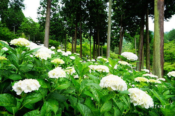 京都宇治賞花名所 三室戶寺紫陽花 日本紫陽花三大名所 六月必訪景點 交通介紹 樂活的大方 旅行玩樂學