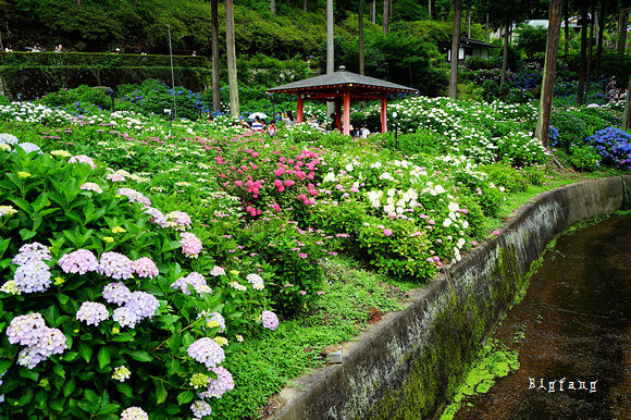 京都宇治賞花名所 三室戶寺紫陽花 日本紫陽花三大名所 六月必訪景點 交通介紹 樂活的大方 旅行玩樂學