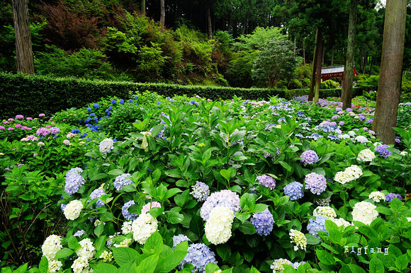 京都宇治賞花名所 三室戶寺紫陽花 日本紫陽花三大名所 六月必訪景點 交通介紹 樂活的大方 旅行玩樂學