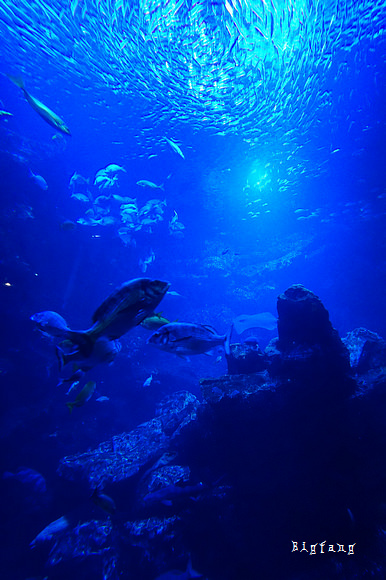 京都自由行 京都水族館 京都車站旁 親子同樂 樂活的大方 旅行玩樂學 京都自由行 京都水族館 京都車站旁 親子同樂 樂活的大方 旅行玩樂學