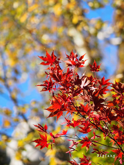 北海道旅遊自駕自由行 定山溪溫泉定山源泉公園 二見吊橋 定山溪散策路 賞楓去 樂活的大方 旅行玩樂學