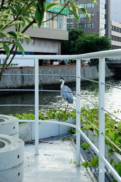 福岡必吃下午茶 Bills鬆餅水上公園店 必訪鬆餅 咖啡店 樂活的大方 旅行玩樂學 福岡必吃下午茶 Bills鬆餅水上公園店 必訪鬆餅 咖啡店 樂活的大方 旅行玩樂學