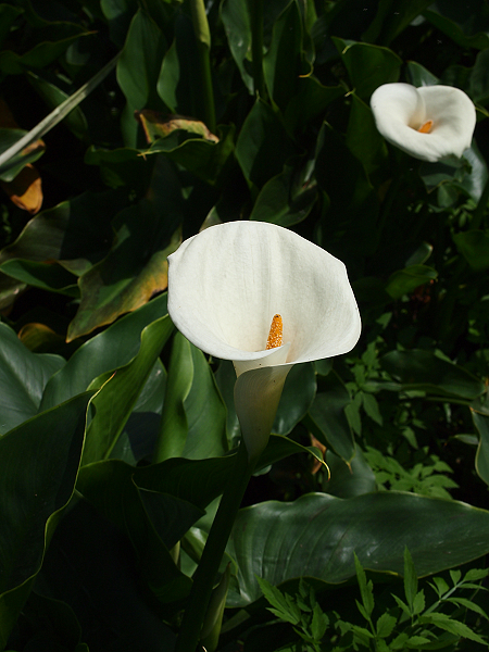 [阳明山] 2010 竹子湖 海芋季 @ 海芋花开啦