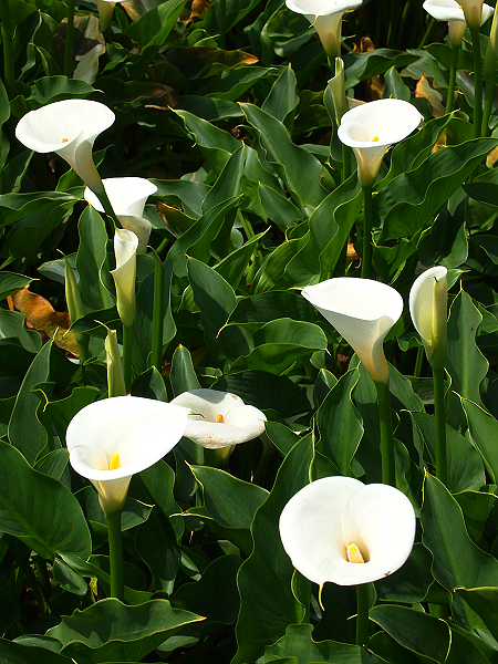 海芋花(海芋花有毒吗)