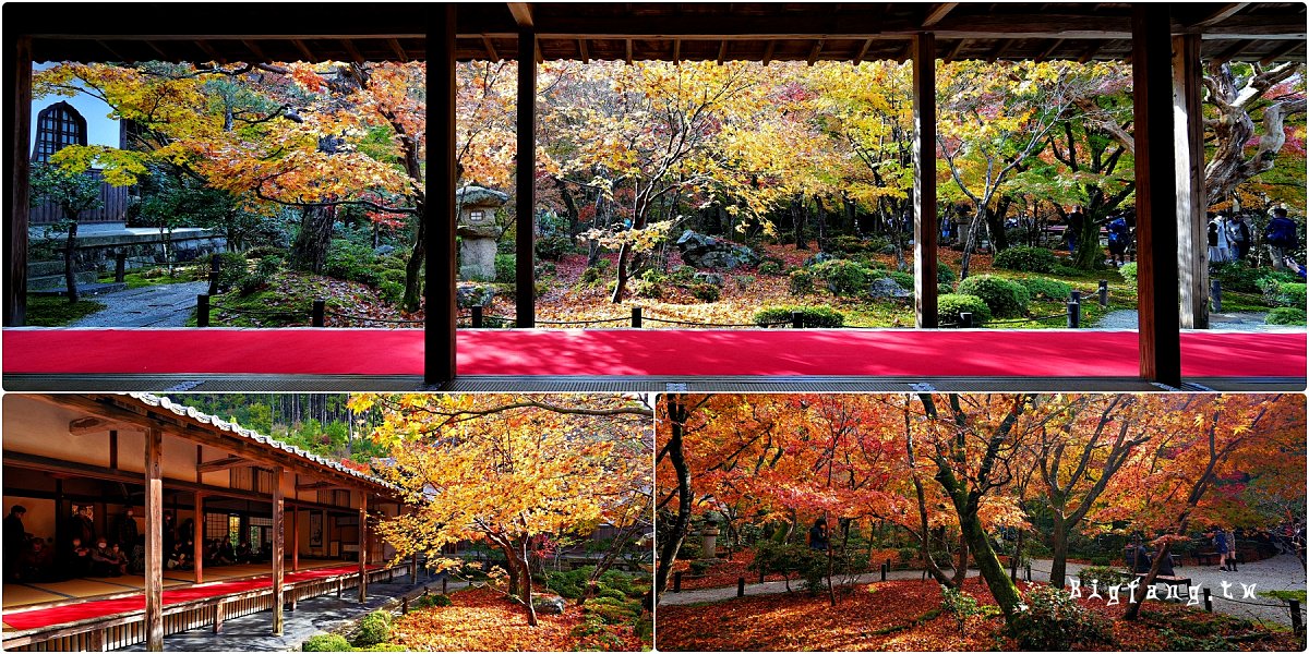 京都圓光寺 賞楓楓紅 十牛之庭