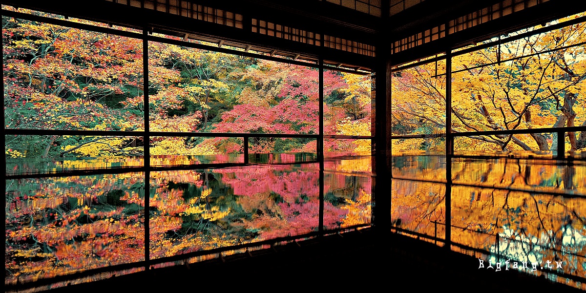 京都 八瀬瑠璃光院 楓紅賞楓夜楓