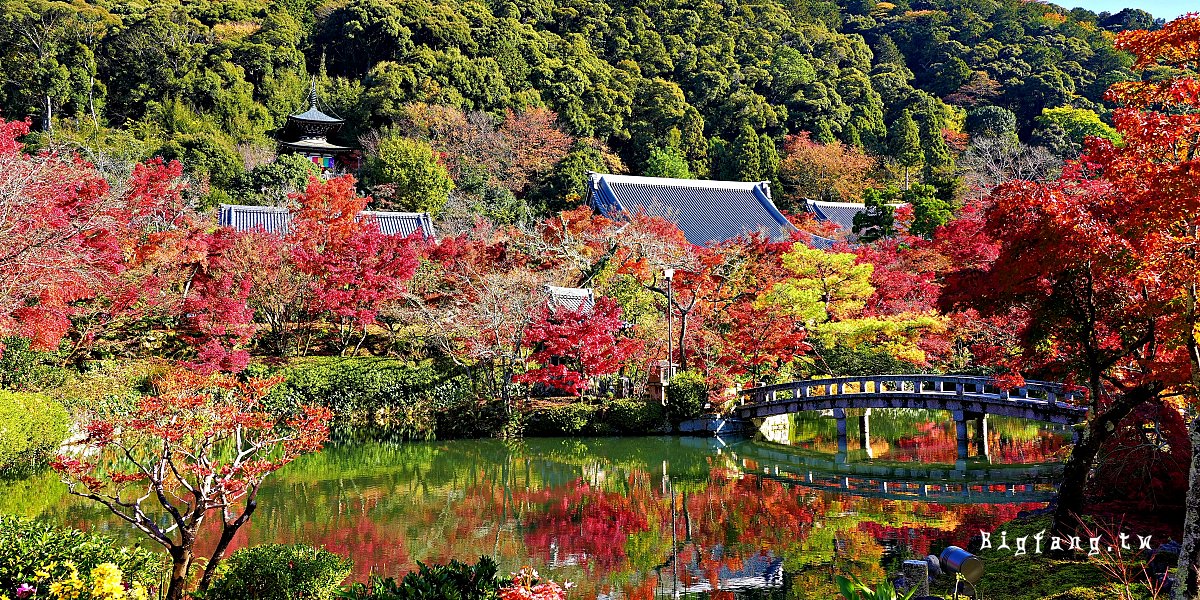 京都永觀堂 紅葉楓紅賞楓