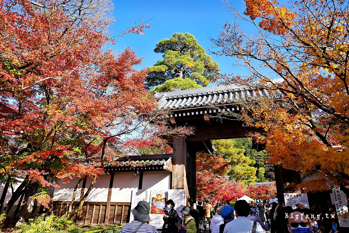 京都永觀堂 紅葉楓紅賞楓