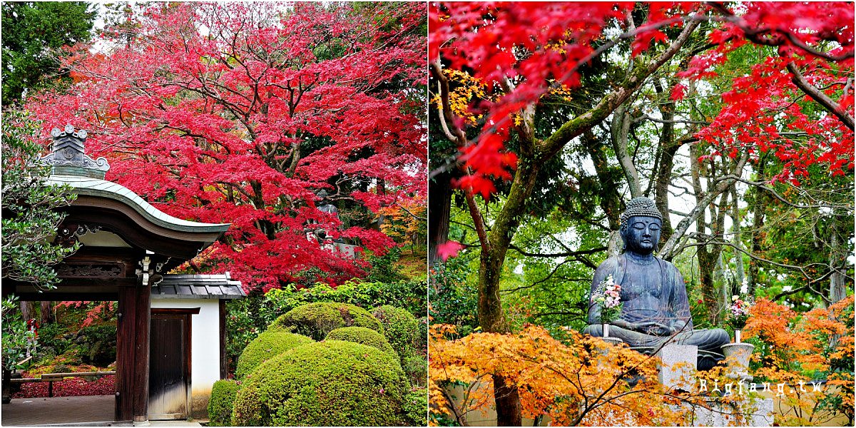 京都 榮攝院 楓紅賞楓 金戒光明寺