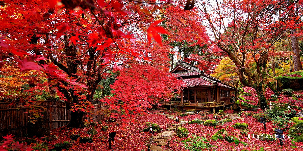 滋賀近江八幡賞楓 教林坊 紅葉楓紅