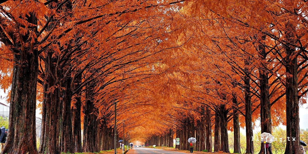 牧野水杉林蔭大道 滋賀紅葉大道
