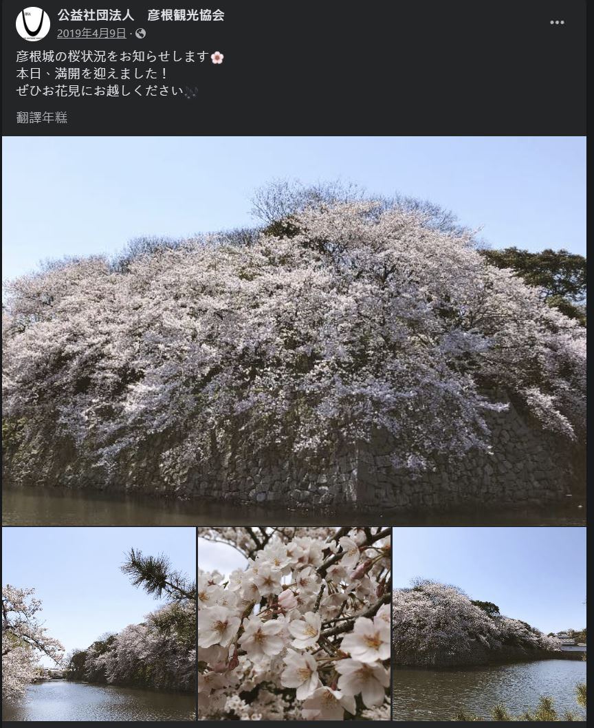 滋賀 彥根城 國寶天守城 日本百名城 賞櫻看櫻花