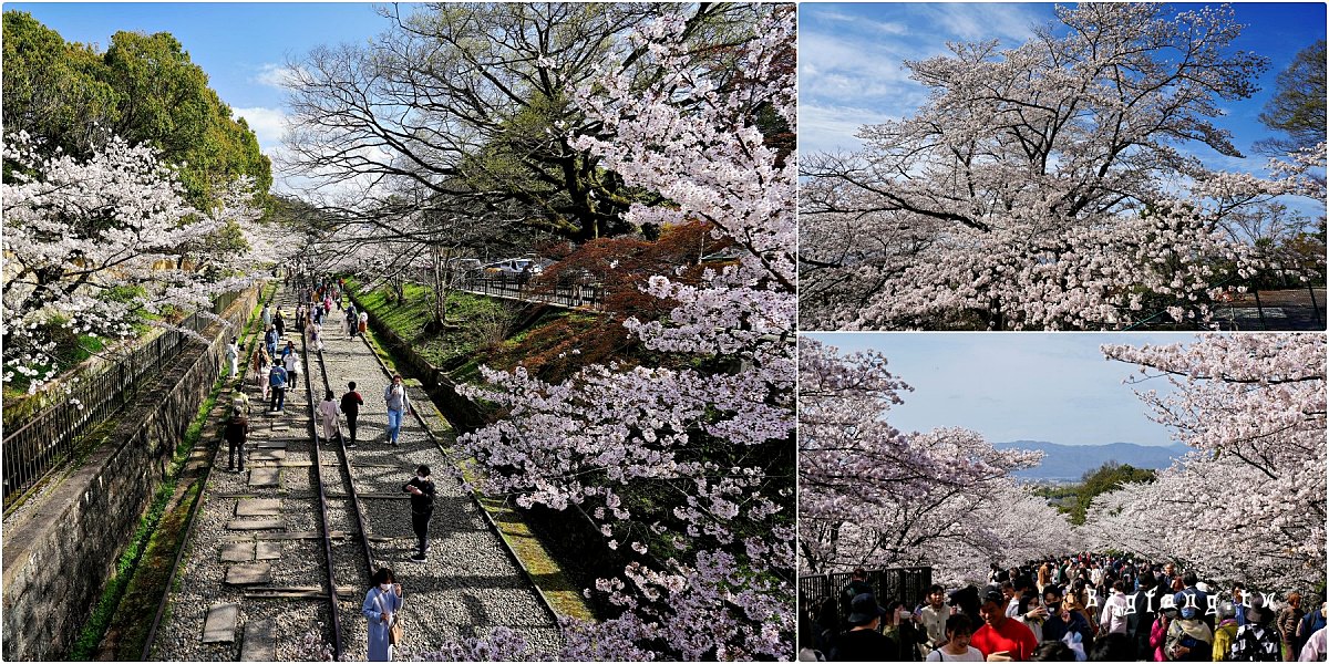 京都櫻花賞櫻 蹴上傾斜鐵道