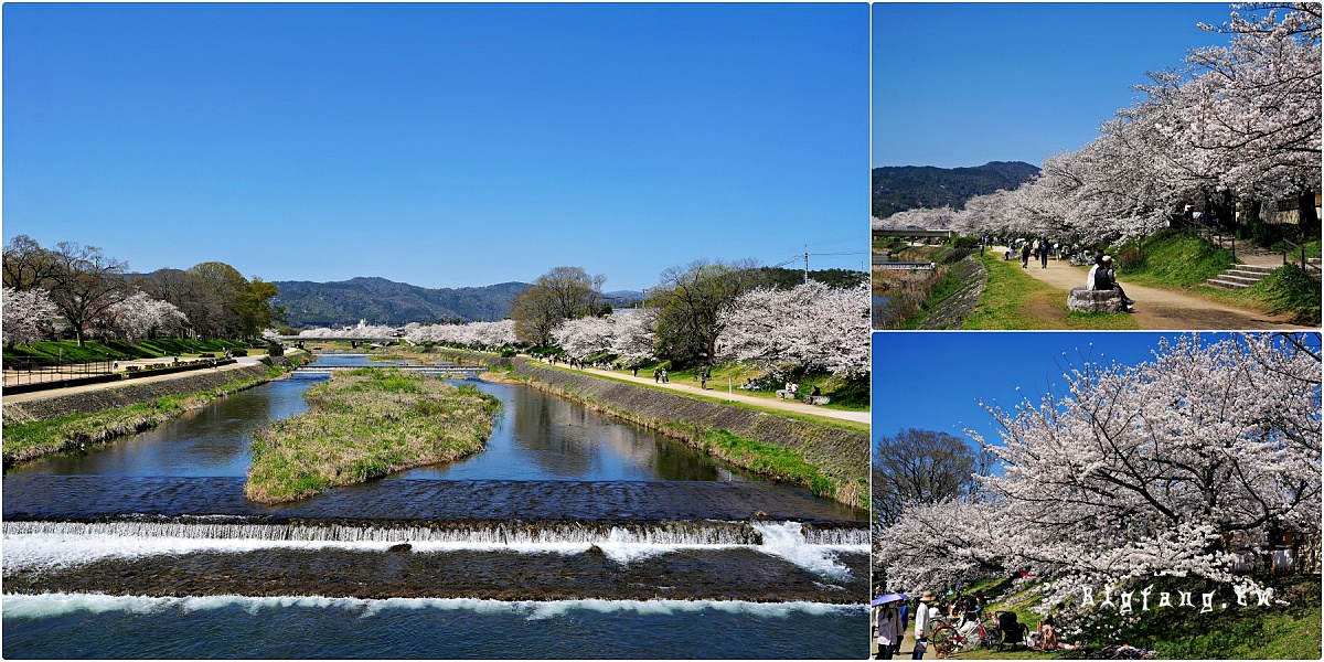京都賞櫻櫻花 半木の道 鴨川公園