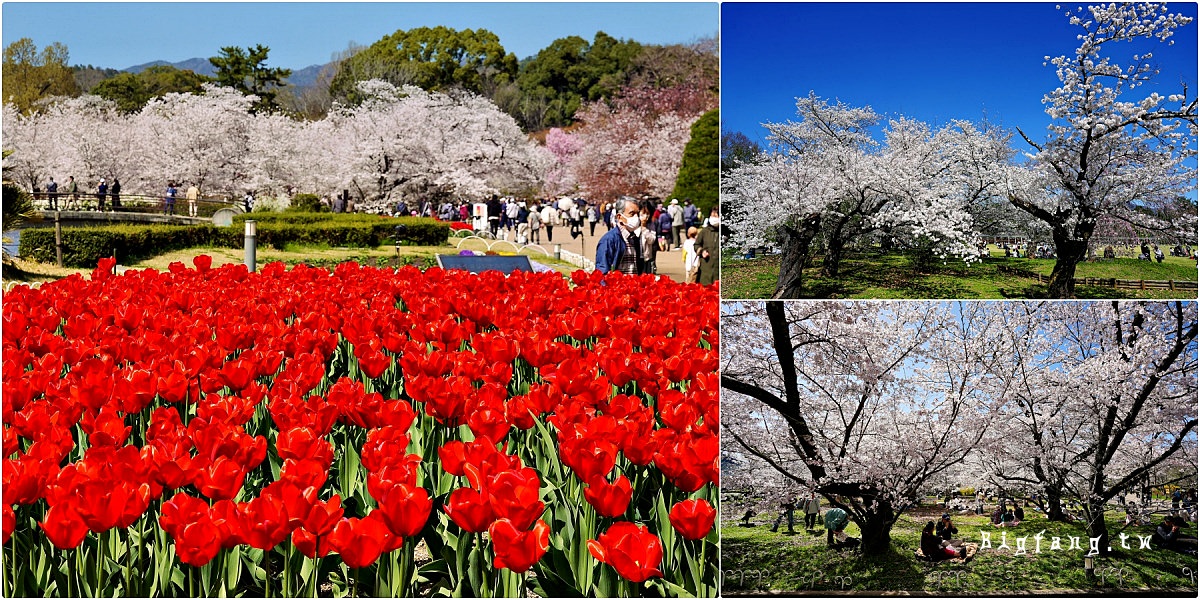 京都櫻花賞櫻+鬱金香 京都府立植物園