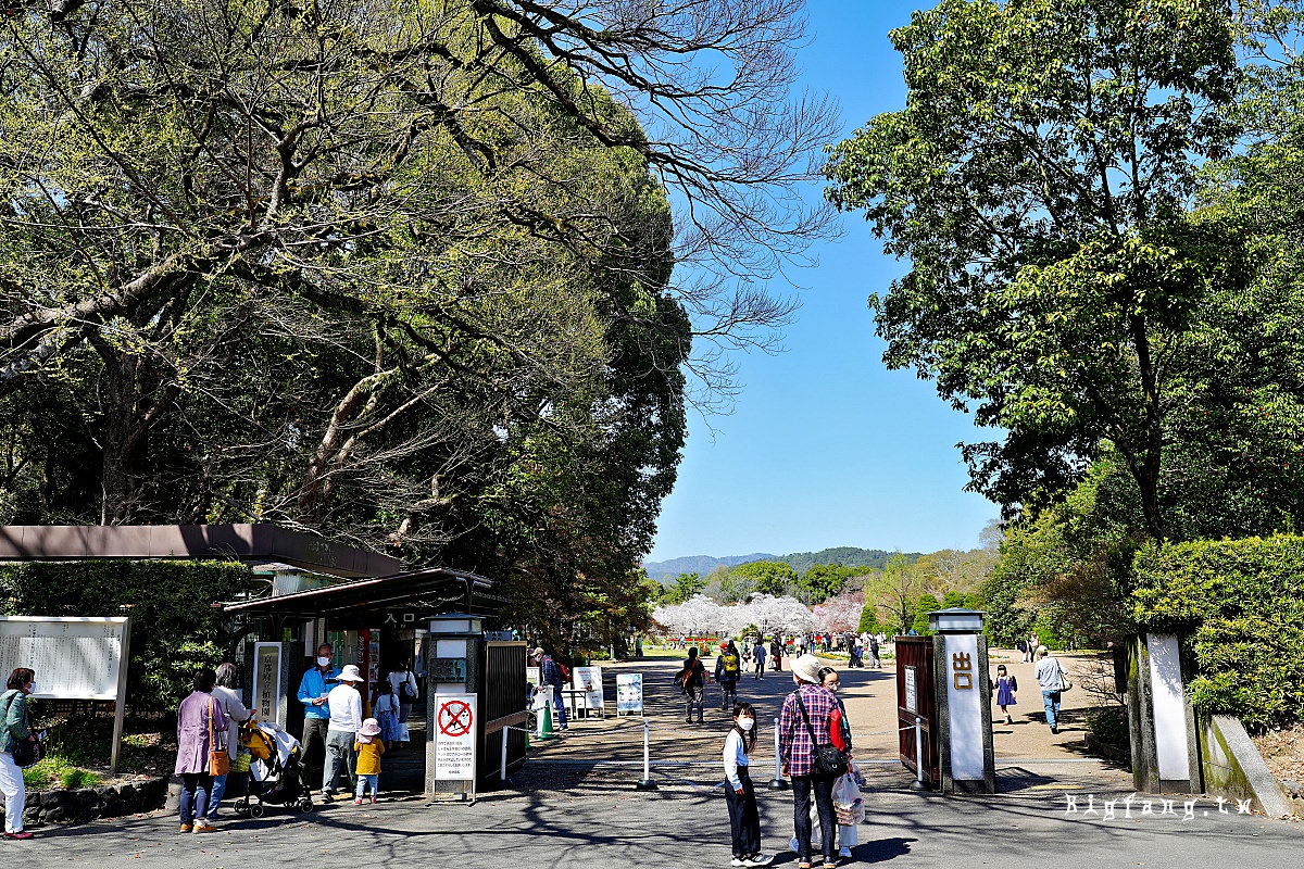 京都櫻花賞櫻+鬱金香 京都府立植物園