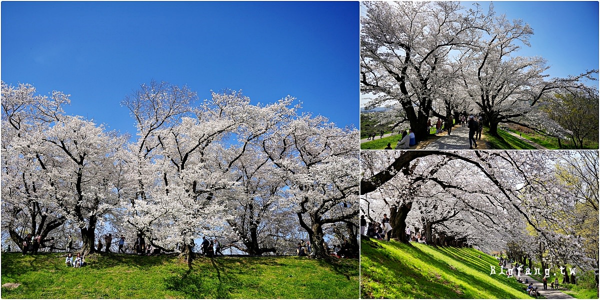 京都櫻名所 背割堤の桜 八幡市淀川河川公園