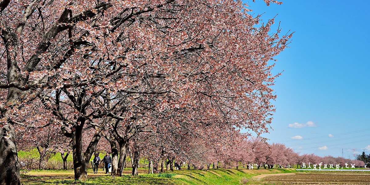 埼玉縣賞櫻絕景 北淺羽櫻堤公園