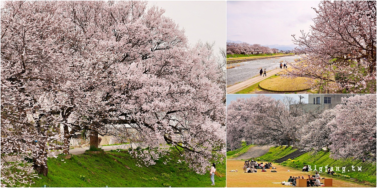 富山賞櫻 南礪市 小矢部川公園千本櫻 染井吉野櫻