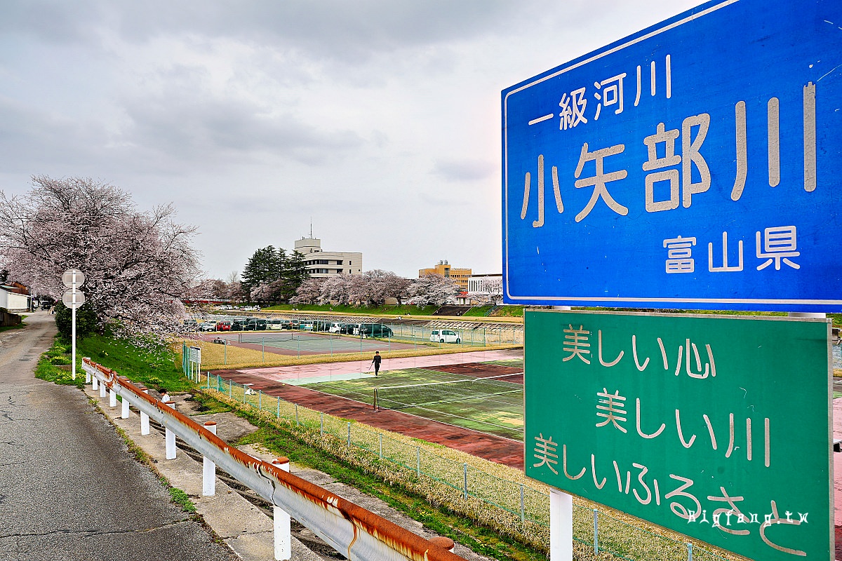 富山賞櫻 南礪市 小矢部川公園千本櫻 染井吉野櫻