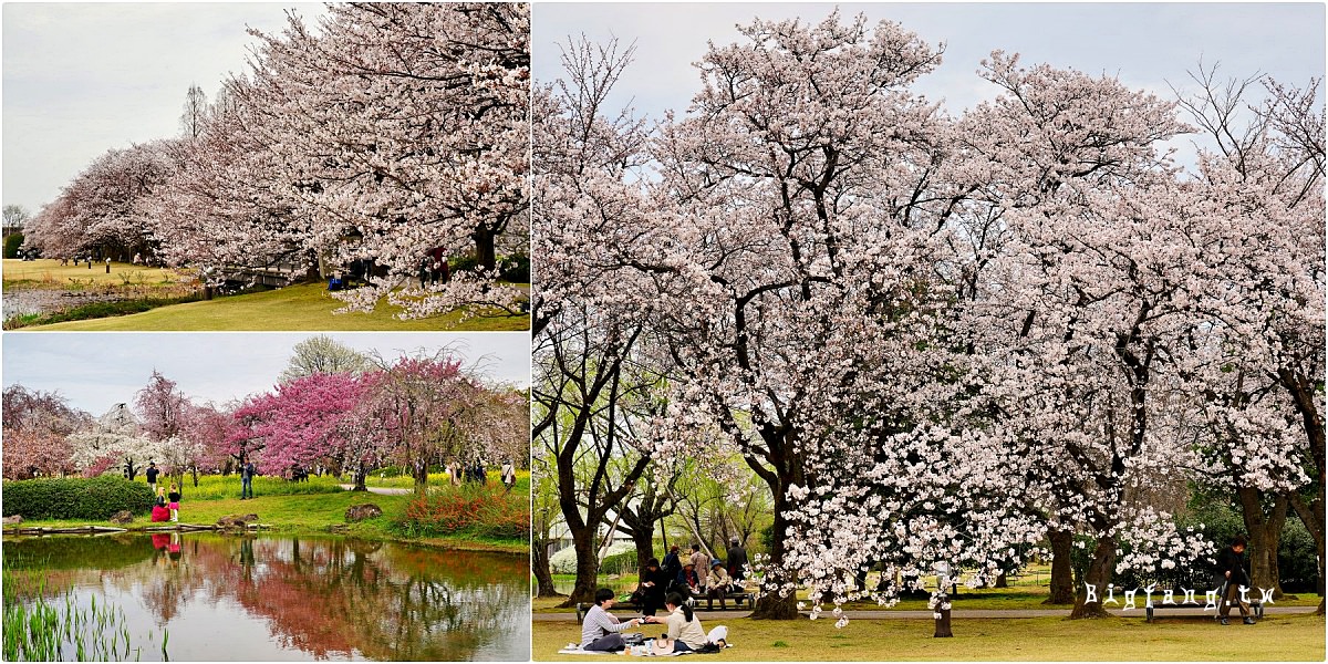 富山縣中央植物園 櫻花 