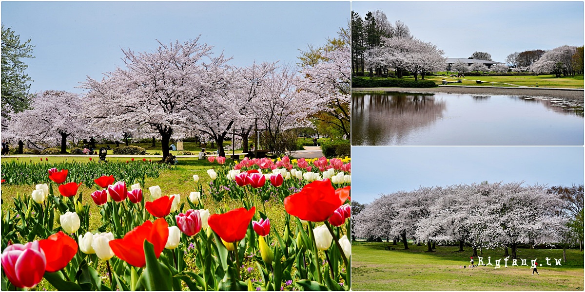 新潟市 鳥屋野潟公園 賞櫻