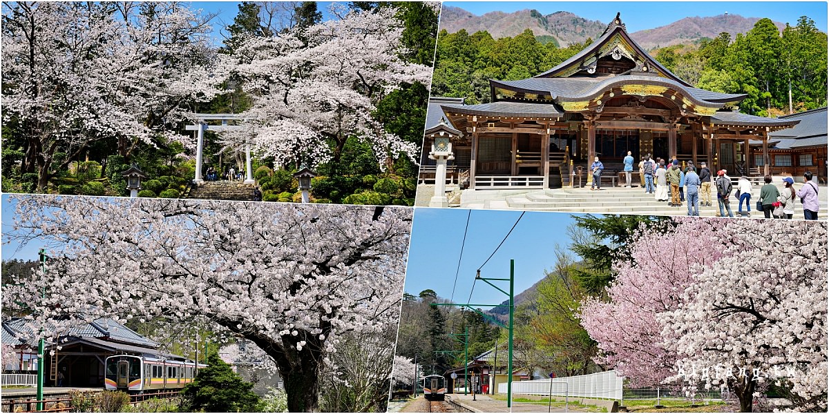 新潟縣西蒲原郡 彌彥神社 JR彌彥駅 櫻花賞櫻