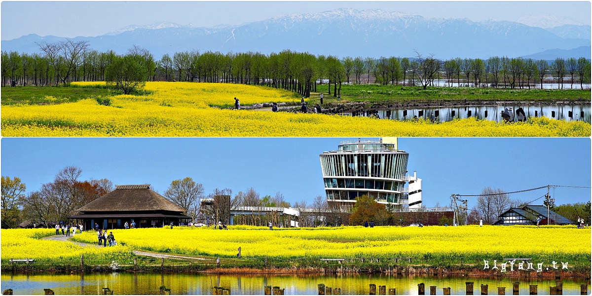 新潟市北區 福島潟の油菜花 水之站View福島潟