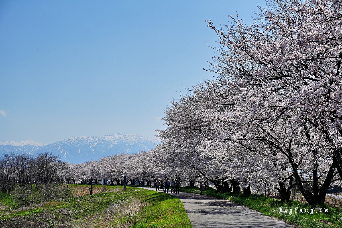 新潟 加治川治水記念公園・加治川堤の櫻