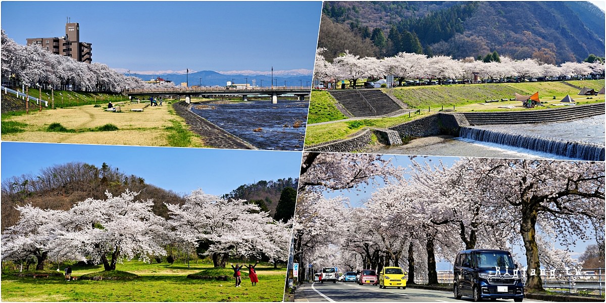 山形 馬見ヶ崎川 櫻花