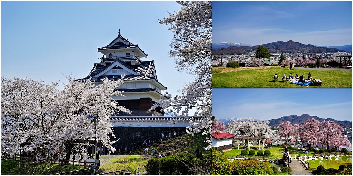 山形縣上山市 月岡公園 上山城跡 櫻花