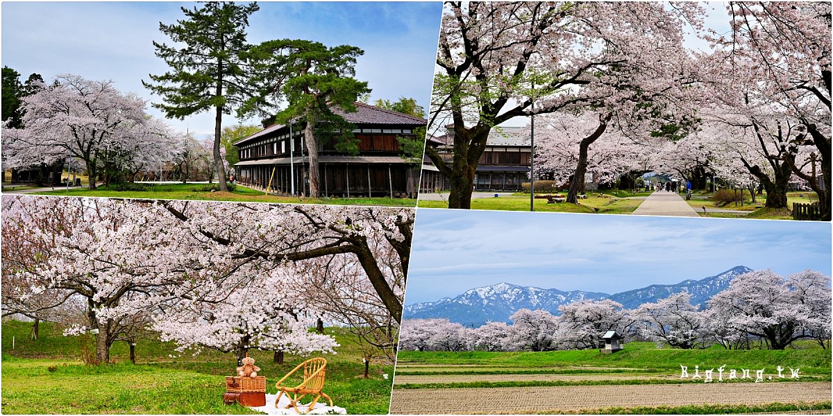 山形縣鶴岡市 松ヶ岡開墾場 馬渡川桜並木 櫻花
