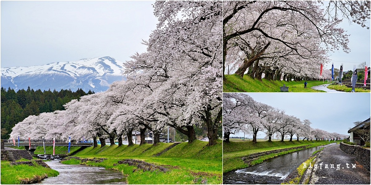 山形縣遊佐町 中山河川公園 櫻花