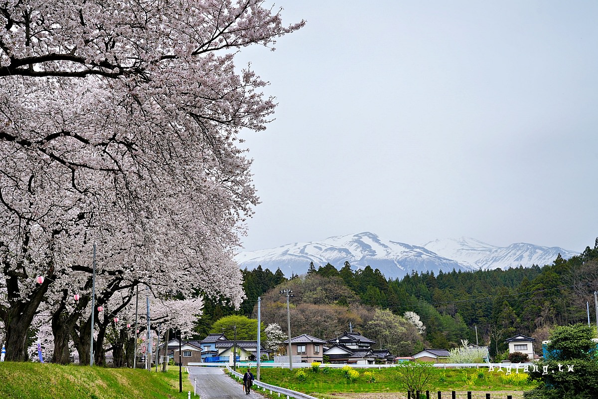山形縣遊佐町 中山河川公園 櫻花