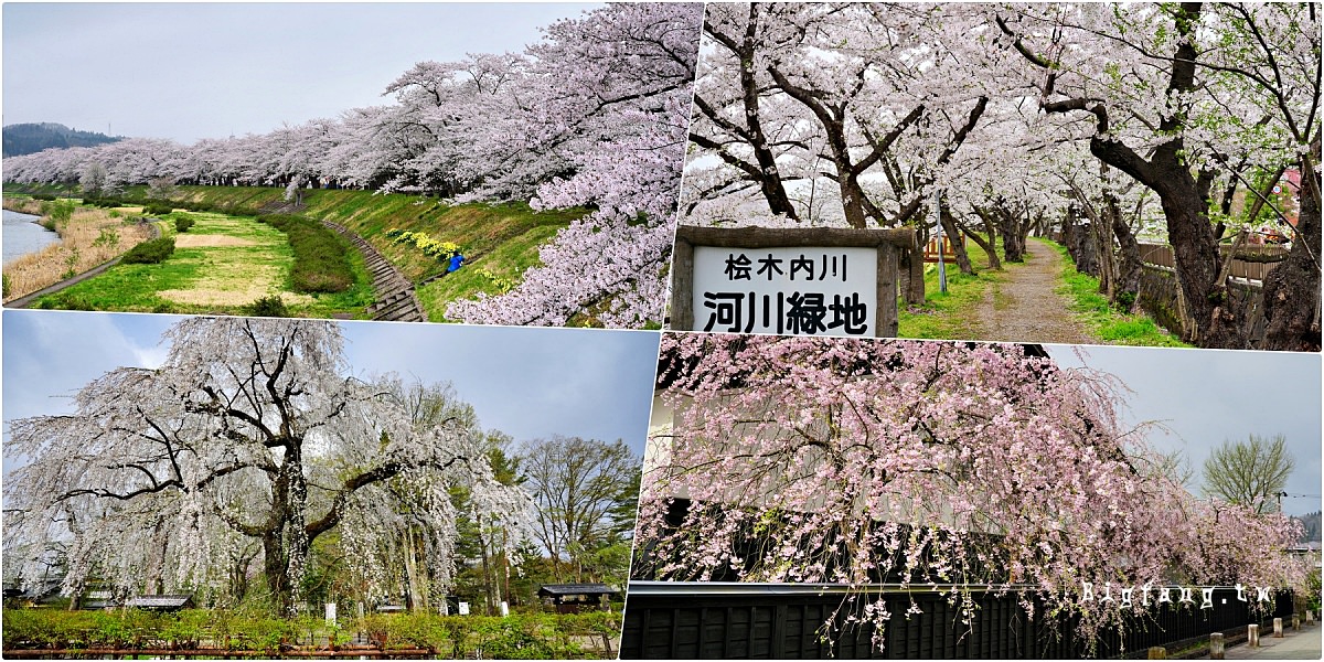 秋田縣仙北市 檜木內川堤 染井吉野櫻 + 武家屋敷 枝垂櫻 櫻花