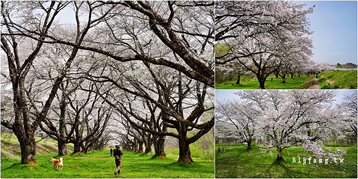 岩手縣岩手郡 雫石川園地の櫻並木 櫻花