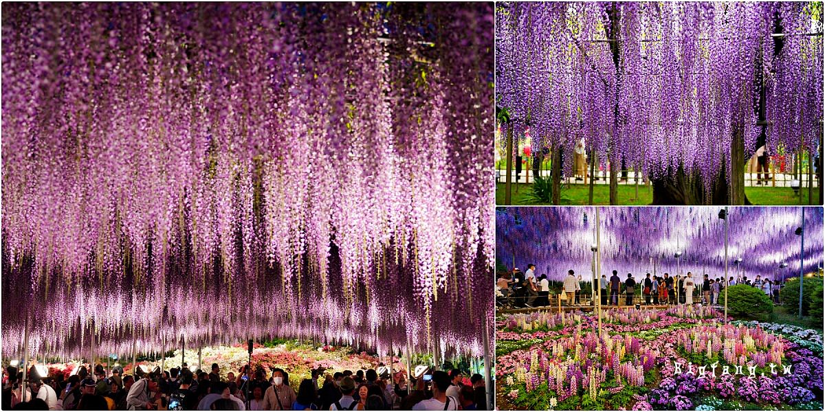 栃木縣 足利花卉公園 紫藤花物語大藤節