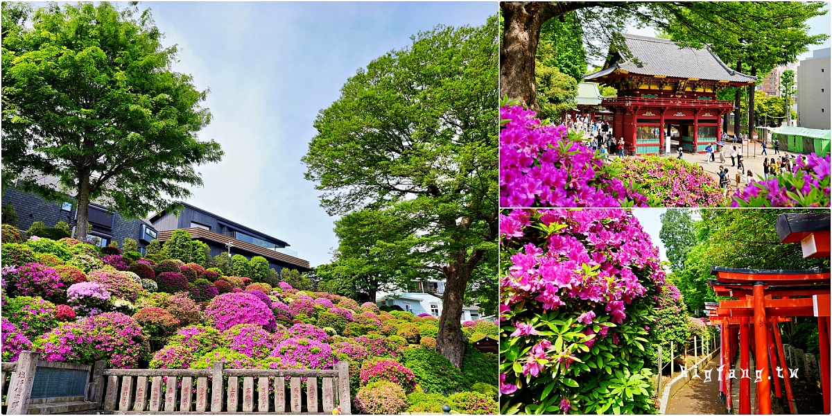東京文京區 根津神社 杜鵑花