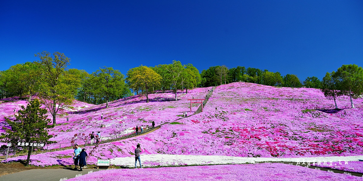 北海道網走郡大空町 東藻琴芝櫻公園