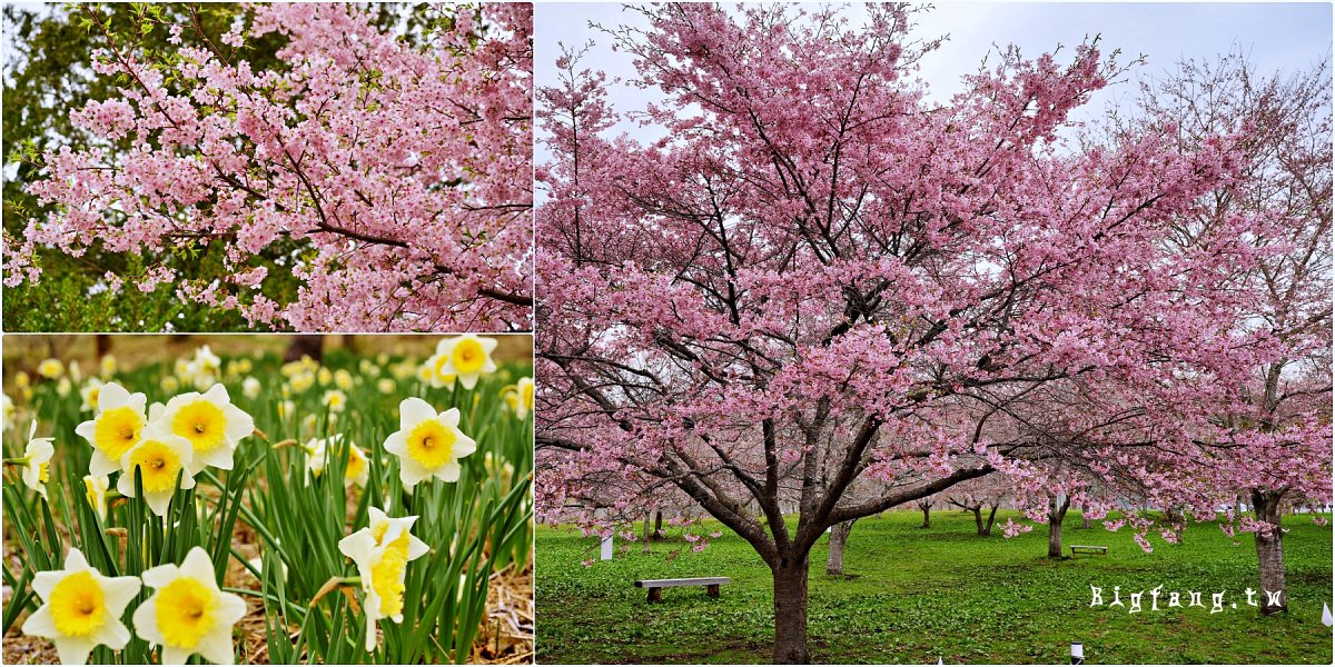 大分竹田市 長湯温泉しだれ桜の里