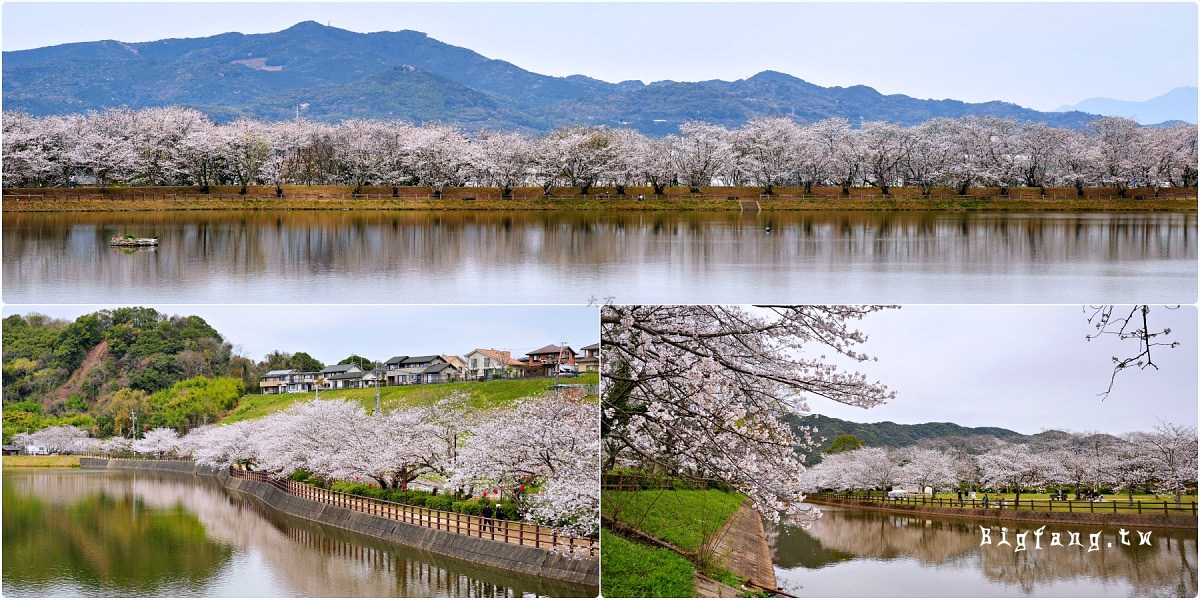 熊本宇土市 立岡自然公園 櫻花