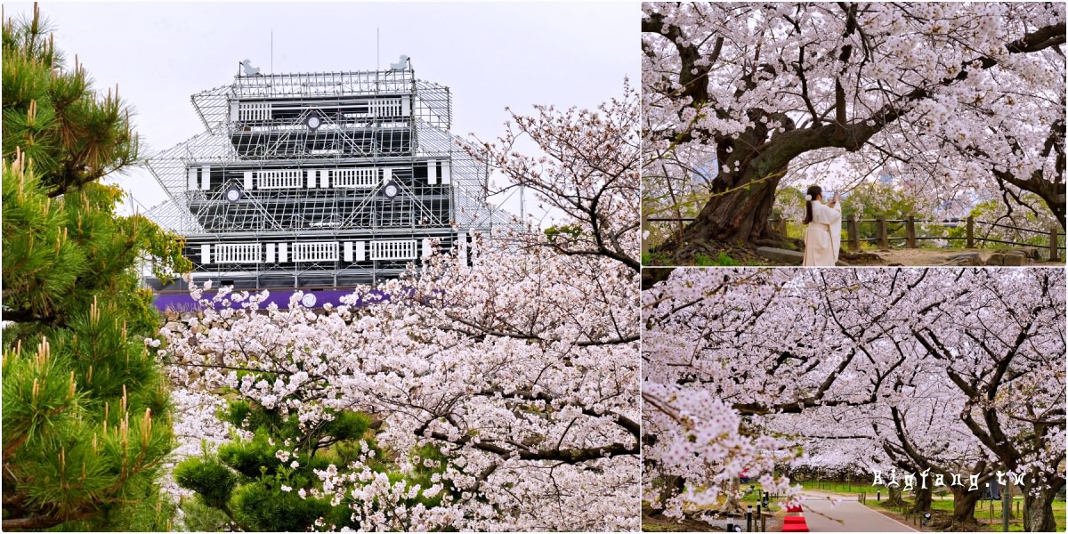 福岡城跡 櫻花