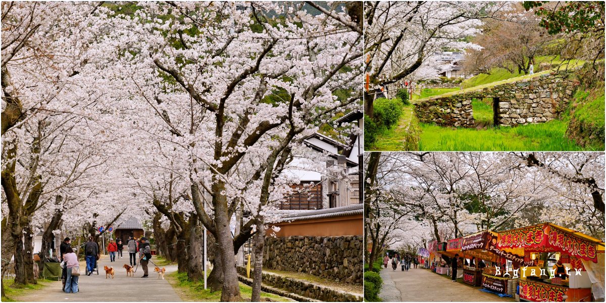 福岡朝倉市 秋月城跡 櫻花