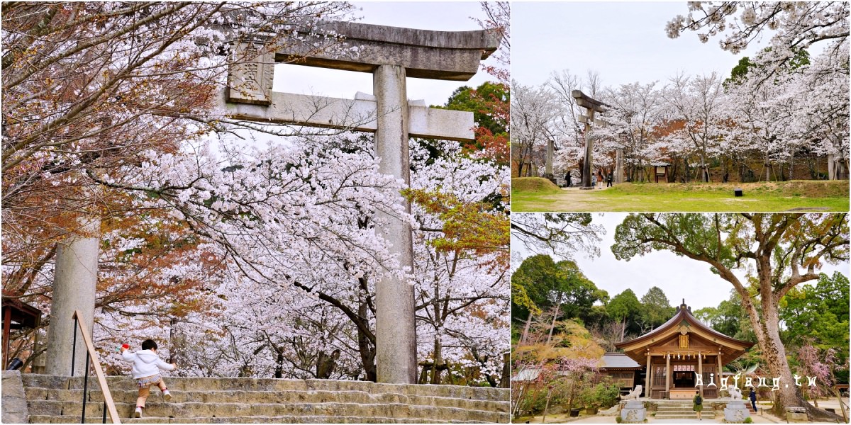 福岡太宰府市 寶滿宮 竈門神社 櫻花