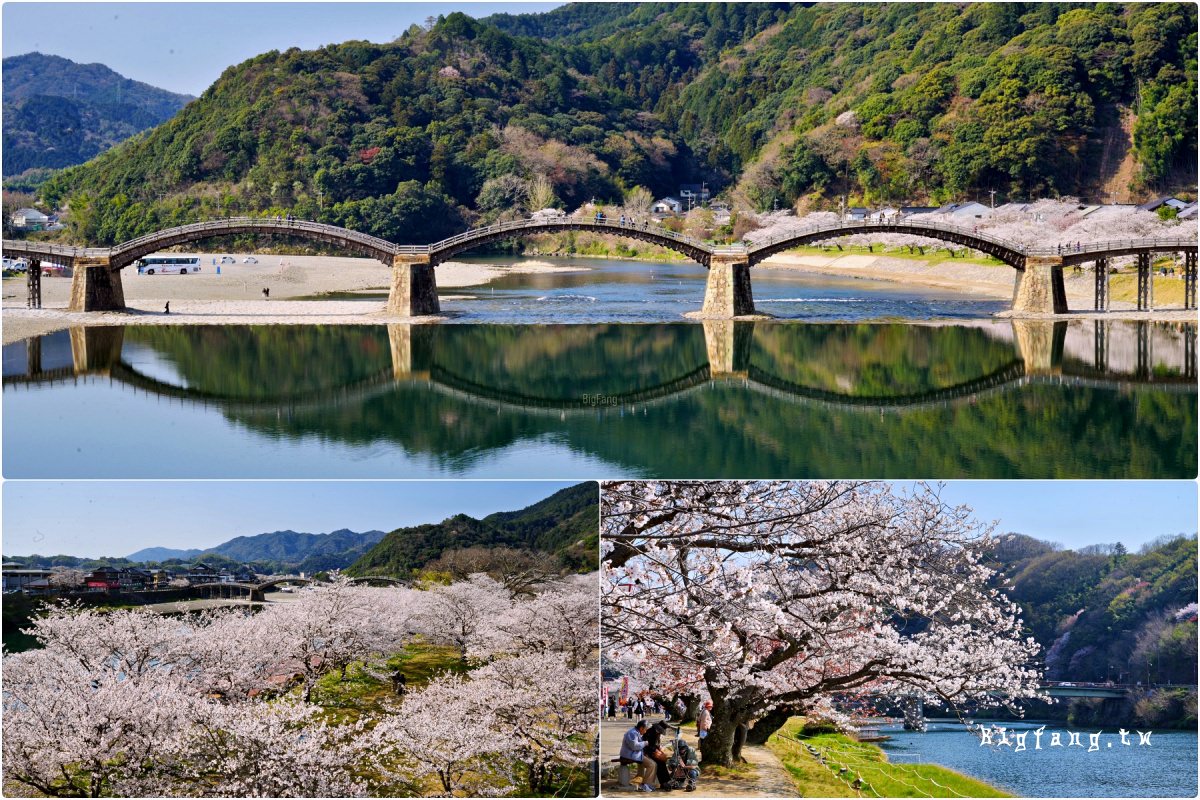山口岩國市櫻花 錦帶橋